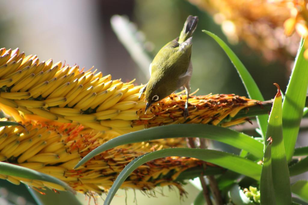 Marula Lodge Swellendam Kültér fotó