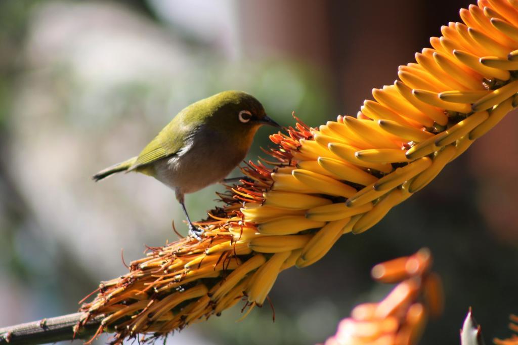 Marula Lodge Swellendam Kültér fotó